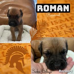 Roman - Fawn male Cane Corso puppy in San Isidro, Texas from MTZCC Ranch, LLC