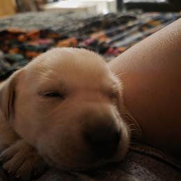 Girl 1 - female Labrador Retriever puppy in Theodore, Alabama from Folklore Canine L.L.C