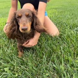 Weeny - Dachshund