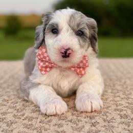 Fleece Lightning - Blue merle and white male Sheepadoodle puppy in Adams, Nebraska from Boxcar Doodles and Poodles