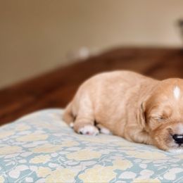 Female 2 (apricot with white hash) - Apricot female Cavapoo puppy in Coal City, Indiana from Wednesday & Co