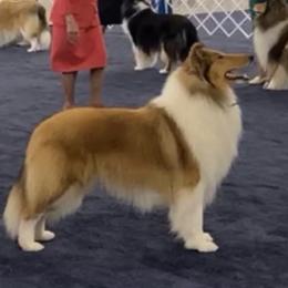 Nicky - Collie