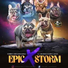 French Bulldog puppies from Gotham City Bulldogs