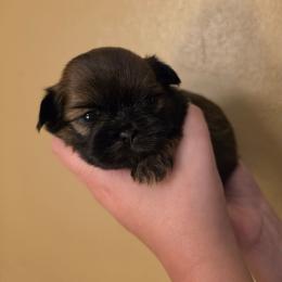 Girl 1 - Brindle female Shih Tzu puppy in Norris City, Illinois from Dainty and Darling Shih Tzu