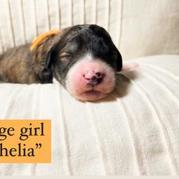 Aussiedoodle and Bernedoodle Puppies from Bella Ridge Farms & Dapper Doodles