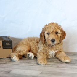 Butterscotch - Red male Bernedoodle puppy in Seffner, Florida from Gold Diamond Pup