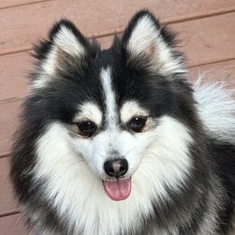 Tiz - Pomsky