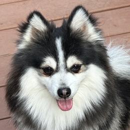 Tiz - Pomsky
