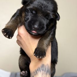 Purple Collar - Black and red female German Shepherd puppy in Orlando, Florida from AceHaven Canines