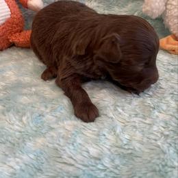 Red Phantom F1 - Red phantom female Aussiedoodle puppy in Bee Branch, Arkansas from Scroggins Creek Doodles