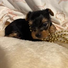 Lilly - Blue and gold female Yorkshire Terrier puppy in Bee Branch, Arkansas from Fox Ridge Kennels