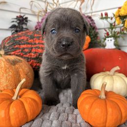 Carl - Gray male Cane Corso puppy in Fort Scott, Kansas from Black Magic Cane Corso
