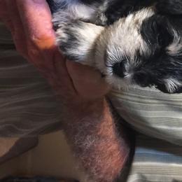 Miniature Schnauzer Puppies from Circle R Ranch