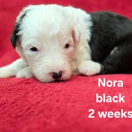 Nora - Gray and white female Old English Sheepdog puppy in Sutherlin, Oregon from Sapphire Eyes Sheepdogs