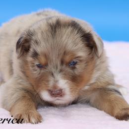 America - Red merle female Miniature Australian Shepherd puppy in Weeki Wachee, Florida from Arlington's Mini Aussies