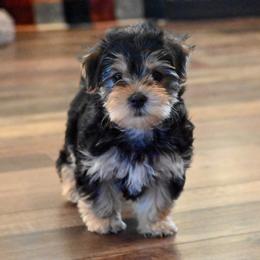 Ella - Black and tan female Morkie puppy in Guthrie, Kentucky from Happy Tail Puppies