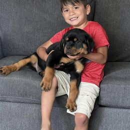 Rottweiler and Toy Shetland Sheepdog Puppies from Mountain High Kennels