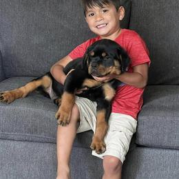 Rottweiler and Toy Shetland Sheepdog Puppies from Mountain High Kennels