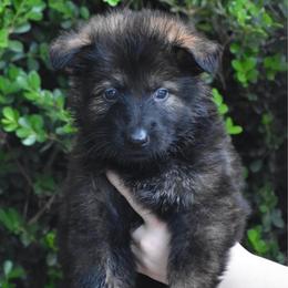 Black Collar Sable Male - Sable male German Shepherd puppy in Marianna, Florida from Haus M Godwin