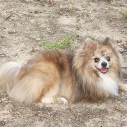 Rock - Pomeranian