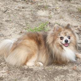 Rock - Pomeranian