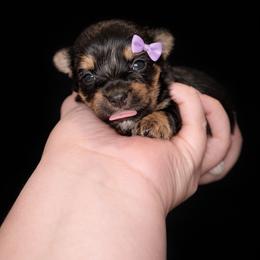 Tulip 2400 - Black and gold female Yorkshire Terrier puppy in Midland, Texas from Southern Yorkie Pies