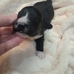 Jeffrey - Black and white male Bernedoodle puppy in Lafayette, Alabama from Williams Lake Doodles