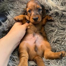 Cena - Red male Dachshund puppy in Tampa, Florida from EntityDachs