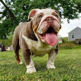 Villanelle - Bulldog