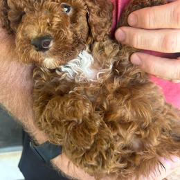 AKC Blue Collar - Red  male Poodle puppy in Dallas, Georgia from West Cobb Dogs
