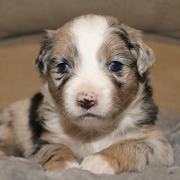 Hershey - Blue merle female Miniature Australian Shepherd puppy in Kissee Mills, Missouri from Clinkenbeard Kennel