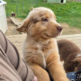 Beckham FIFA - Red merle male Australian Shepherd puppy in Solon, Maine from Mountain Range Australian Shepherds