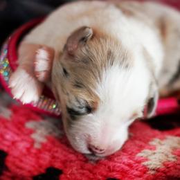 Jael - Blue merle female Australian Shepherd puppy in Paola, Kansas from Tiz Ranch