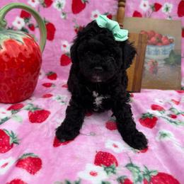 Sand - Black female Poodle puppy in Corbin, Kentucky from Lightning K Kanine’s