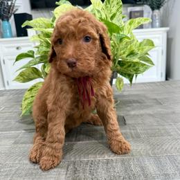 Burgundy - Red  female Goldendoodle puppy in Bakersfield, California from Lavish Doodles