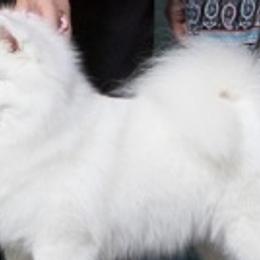 American Eskimo Dogs from Wintersun Eskies