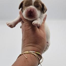 Orange Female - Brown and white female Cockapoo puppy in Mocksville, North Carolina from Hunting Creek Farm & Kennel