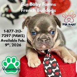 Valentino - Blue fawn male French Bulldog puppy in Michigan from Fur Baby Farms