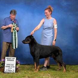 Tulum - Beauceron
