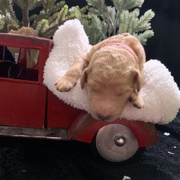 Goldendoodle Puppies from Nikki Lunt's Goldendoodles