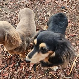 Dachshunds from Duran Dachshunds