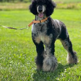 Emmie Lou - Poodle