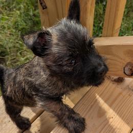 Cairn Terrier Puppies from HC4 Homestead Cairn Terriers
