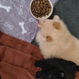 Pomeranian Puppies from Merri's Pom's