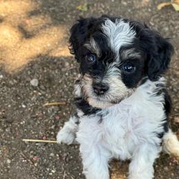 Pepper - Black and white female Bernedoodle puppy in Longmont, Colorado from Colorado Miniature Bernedoodle Puppies