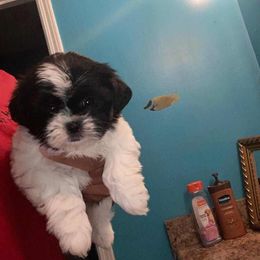 Shih Tzu Puppies from Lady Class Kennel