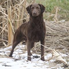 Harbor - Chesapeake Bay Retriever