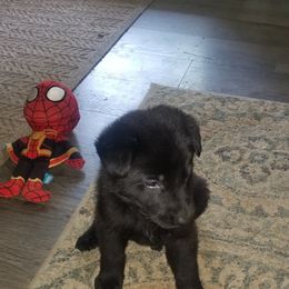 German Shepherd Puppies from Schrottplatz Landhai Kennel