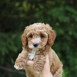 Navy - Apricot male Australian Labradoodle puppy in Williamstown, New York from Lewis Manor Labradoodles