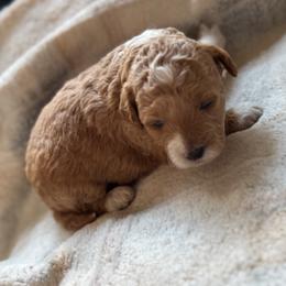 Piggie - Brown and white female Bernedoodle puppy in Gainesville, Florida from Alyssa Xxweetdoodles